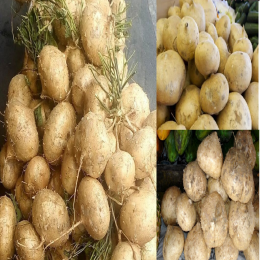 SBJEI-FRESH JICAMA POTATO